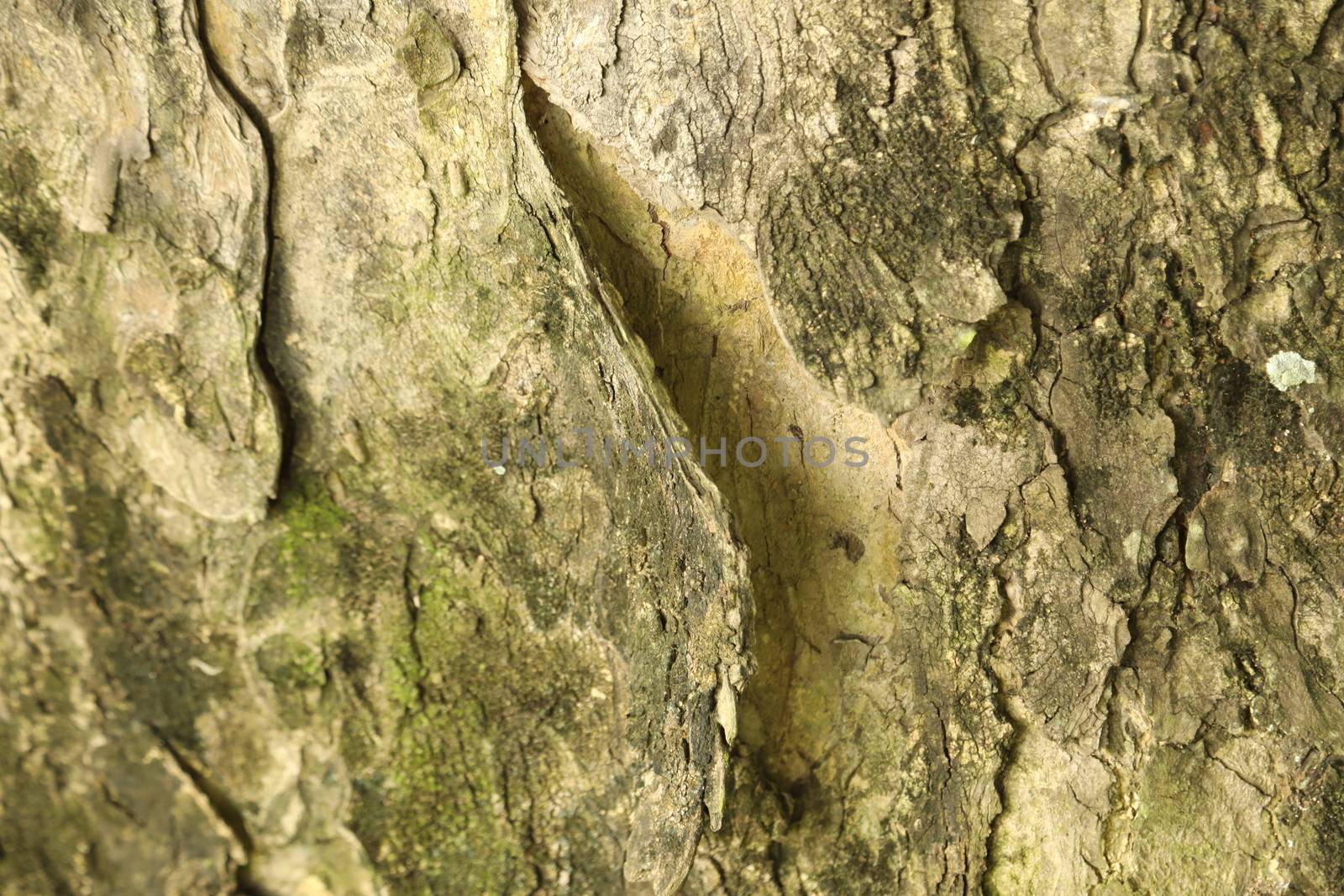 Tree Trunk texture macro shot