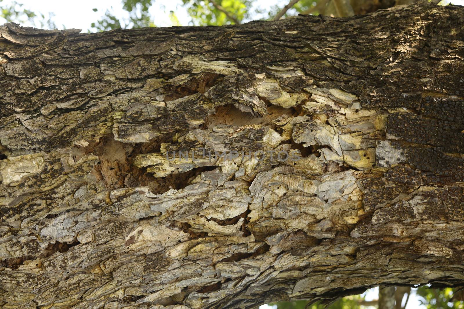 Tree Trunk texture macro shot