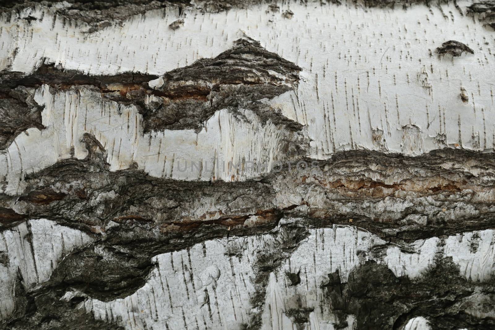 Tree Trunk texture macro shot