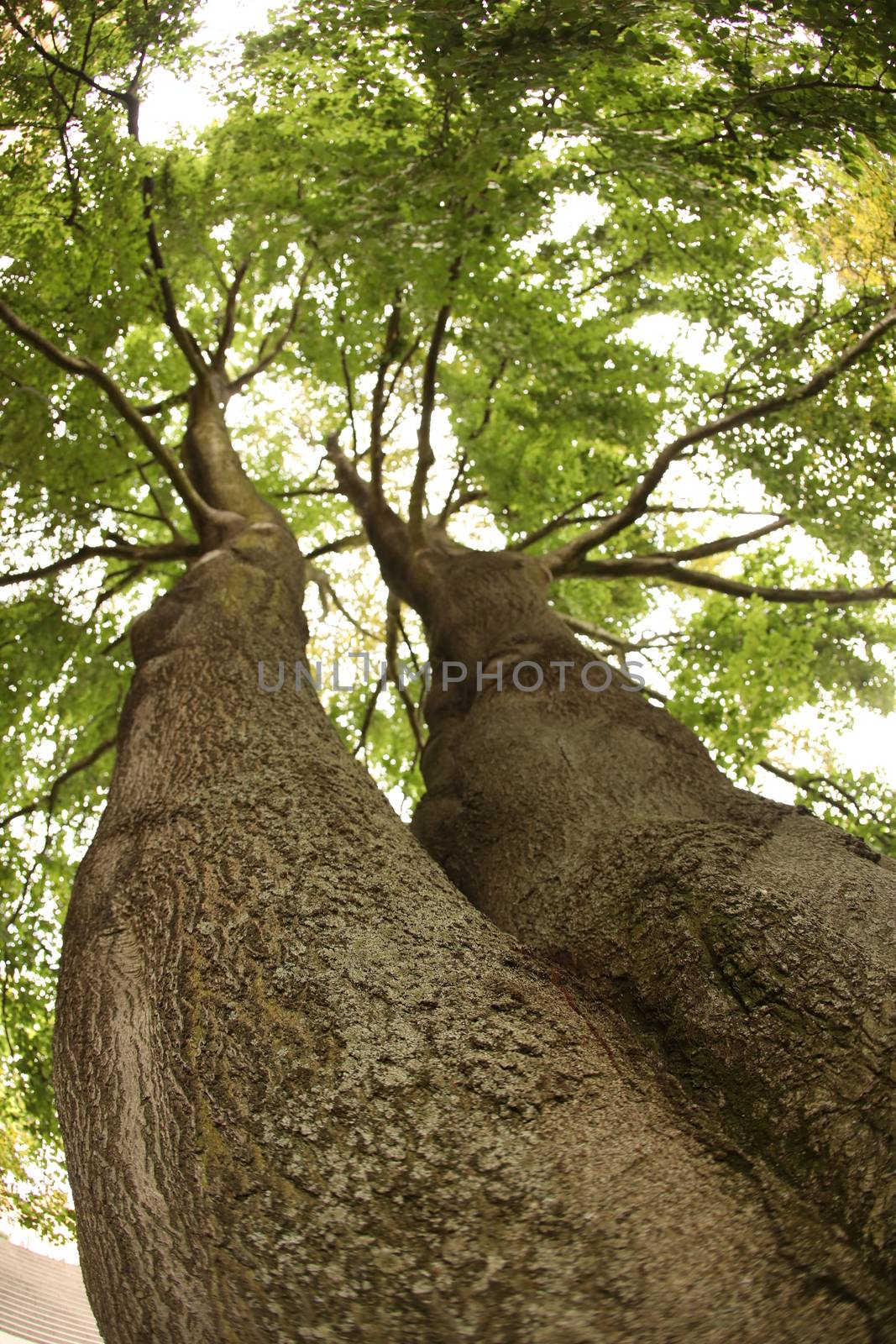 Tree Trunk texture macro shot