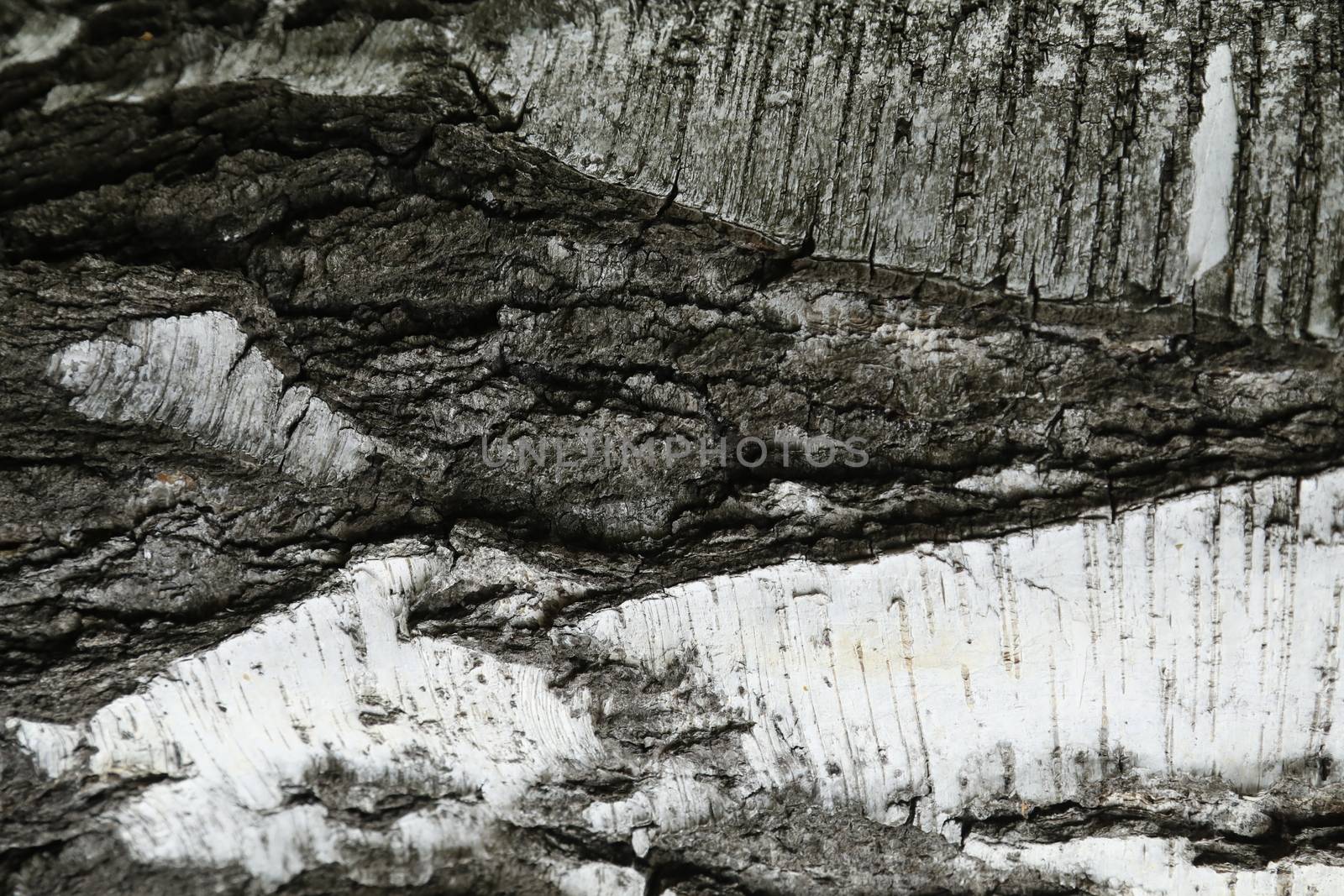 Tree Trunk texture macro shot