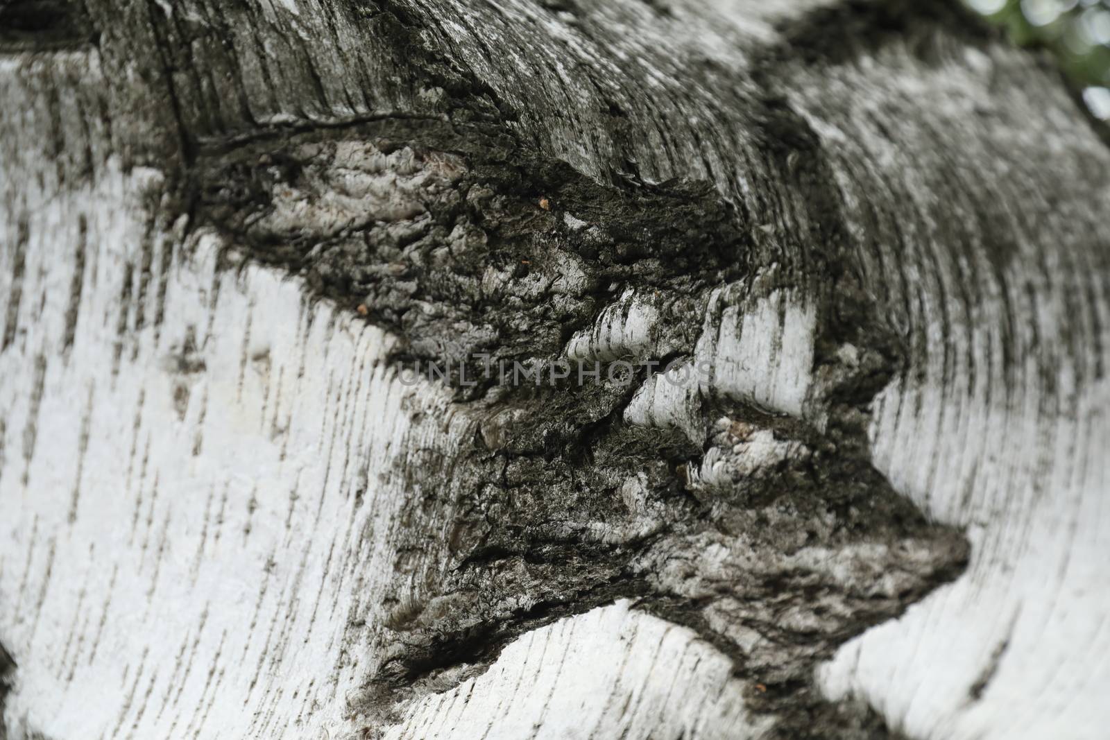 Tree Trunk texture macro shot