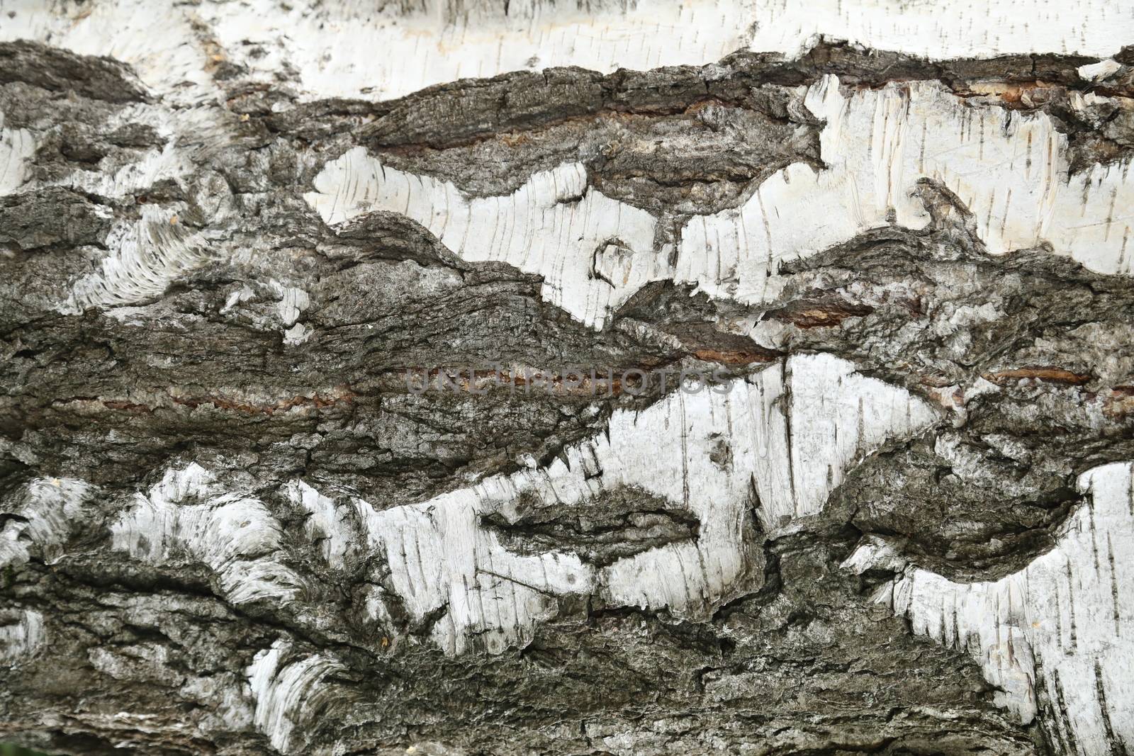 Tree Trunk texture macro shot