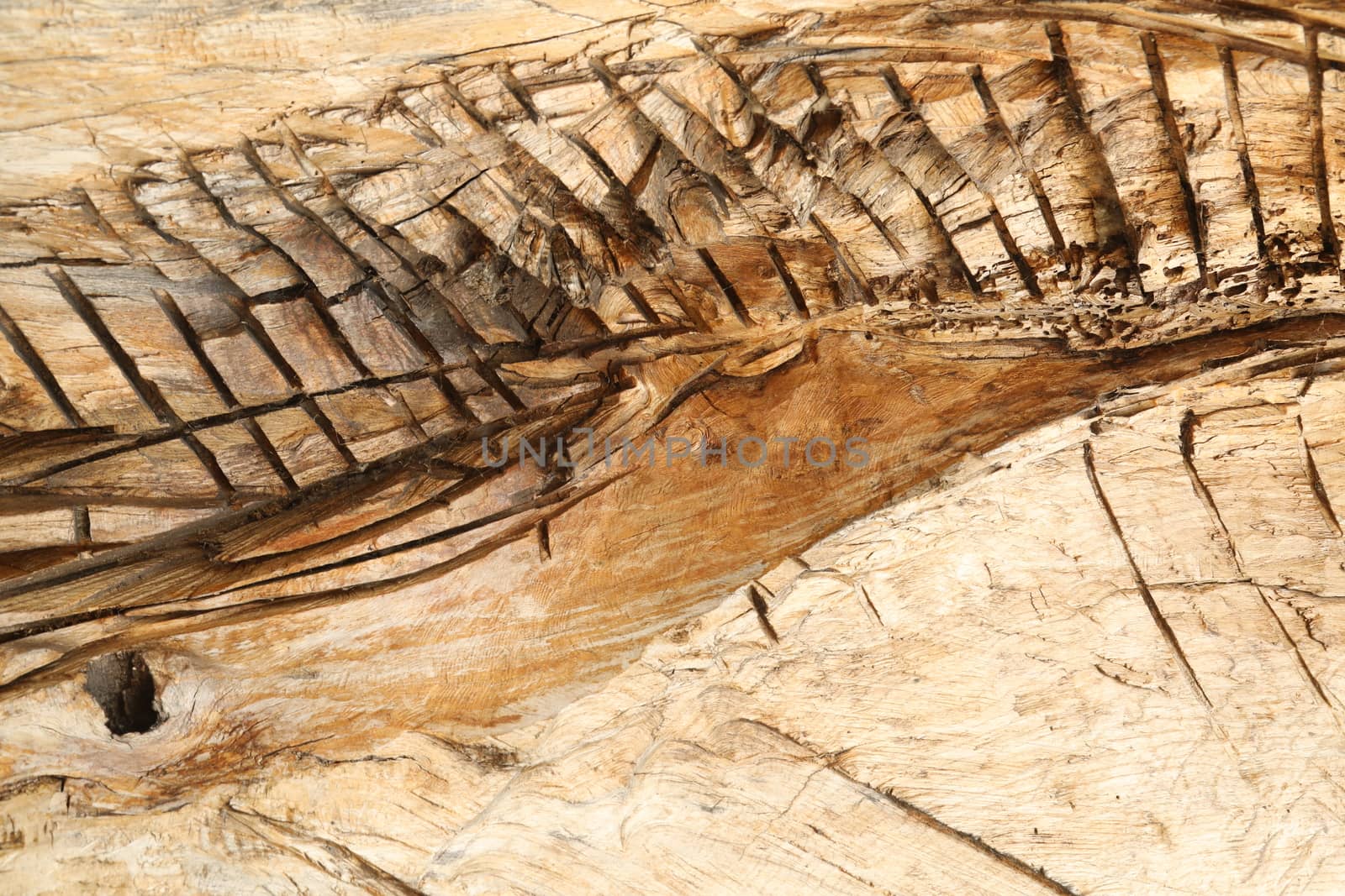 Abstract Wood Texture