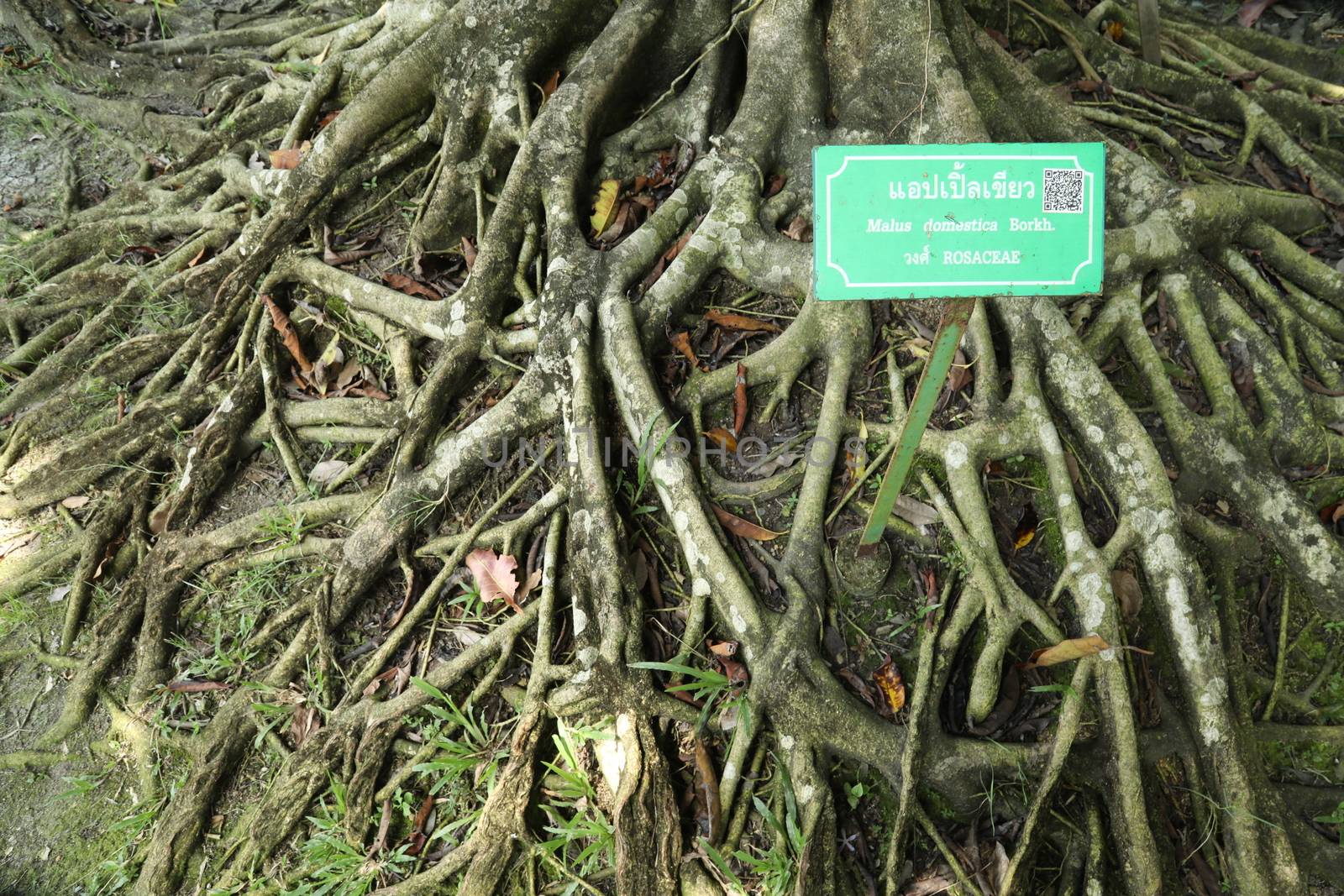 Tree Trunk texture macro shot