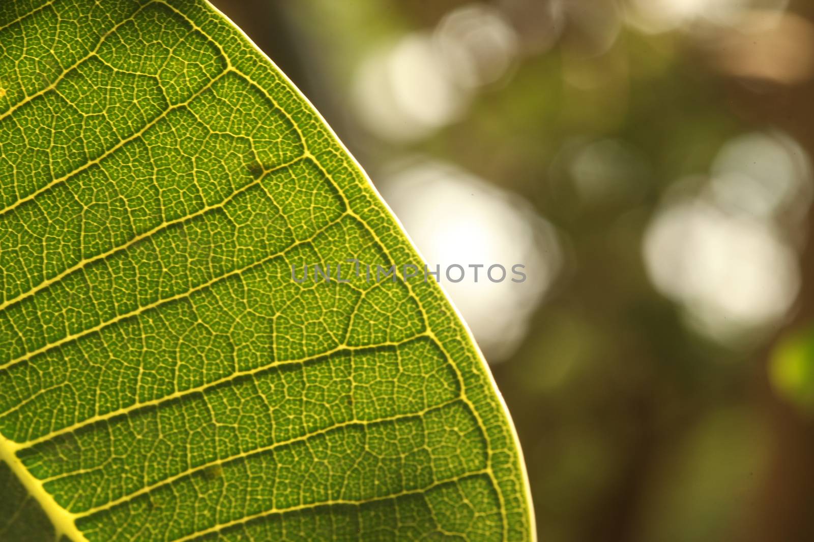 Micro shot of the Leaf