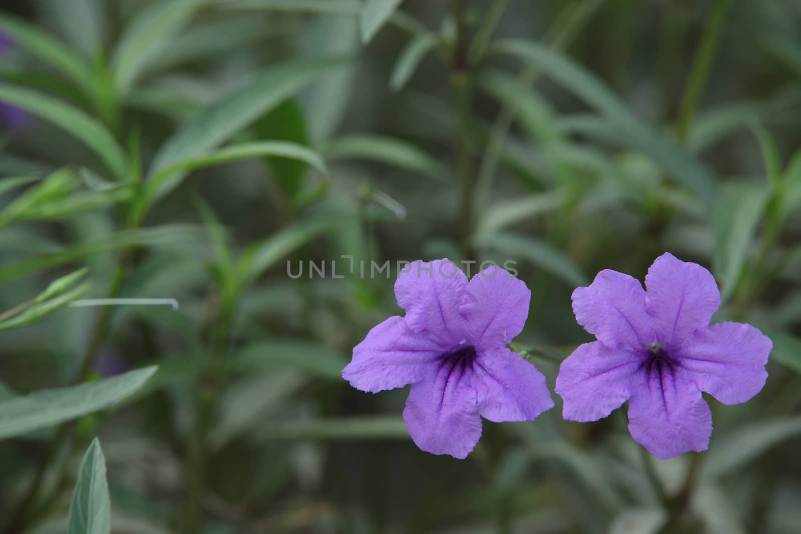 Closeup shot of Flowers