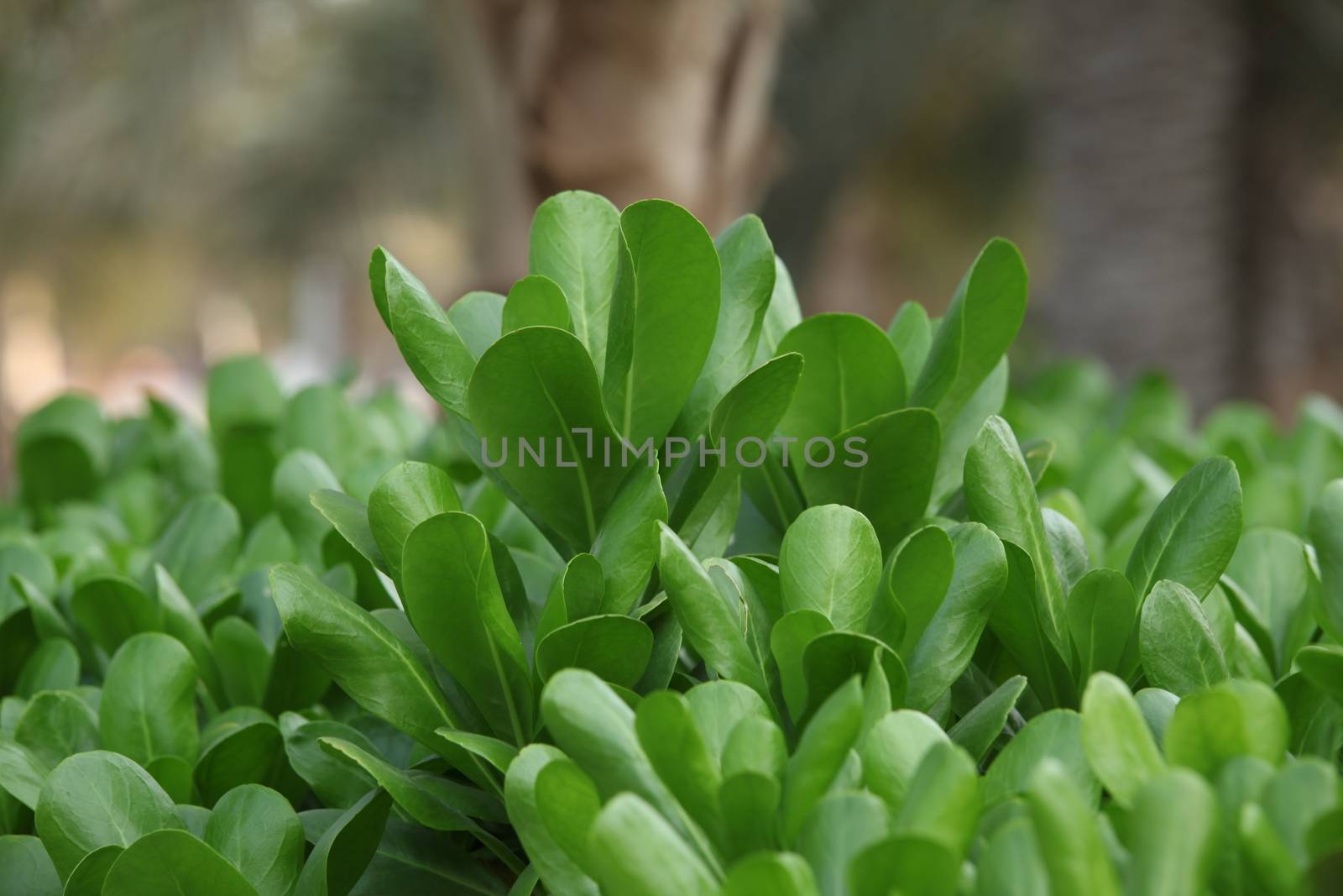 Micro shot of the Leaf