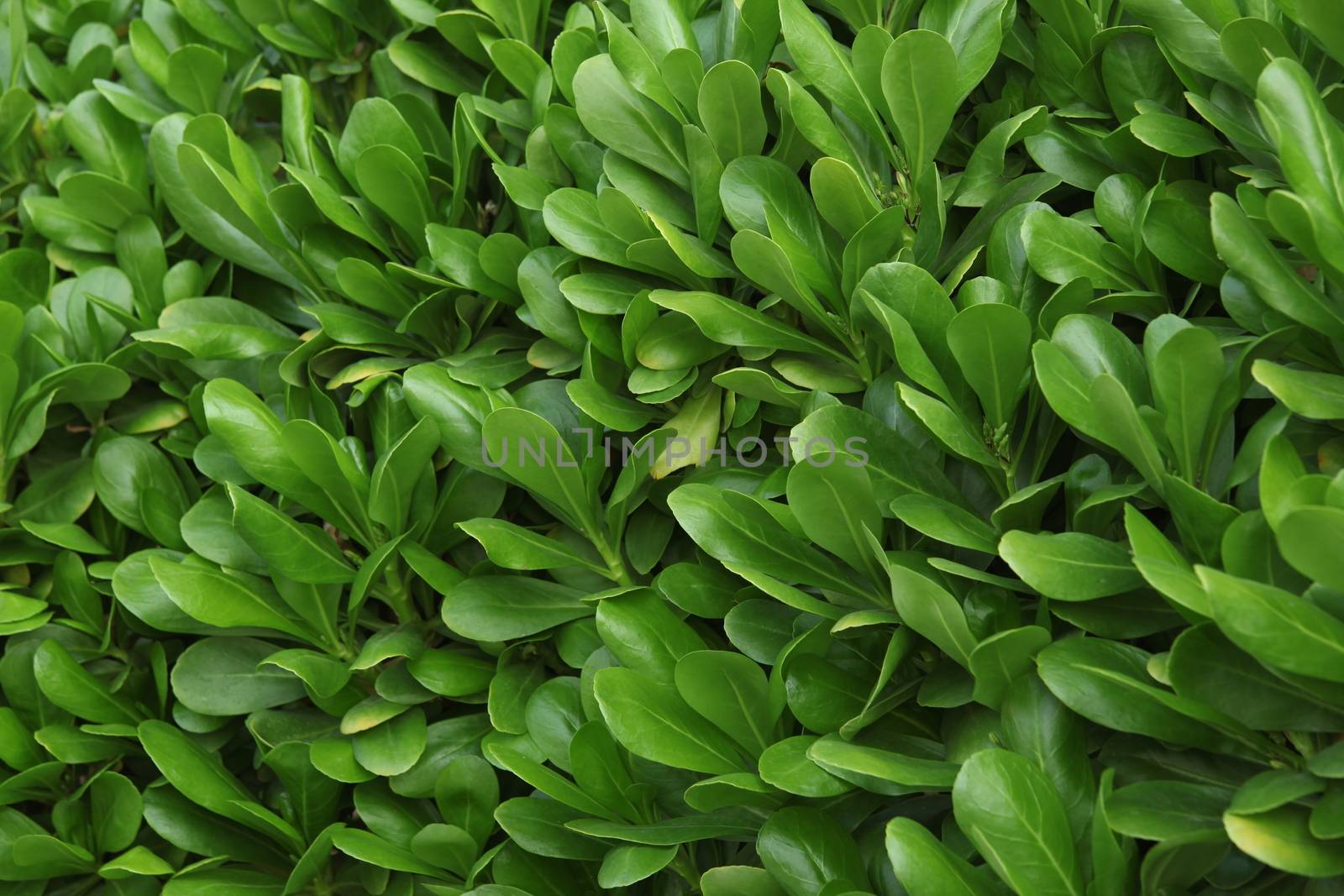 Micro shot of the Leaves