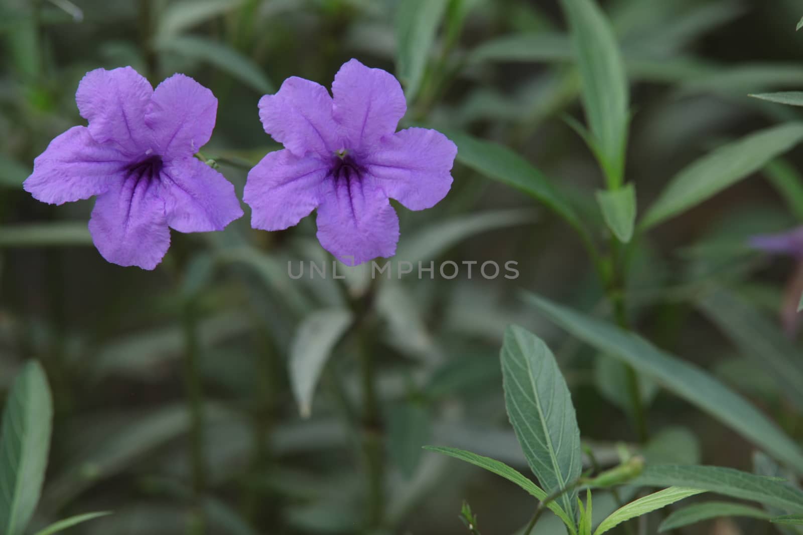 Closeup shot of Flowers