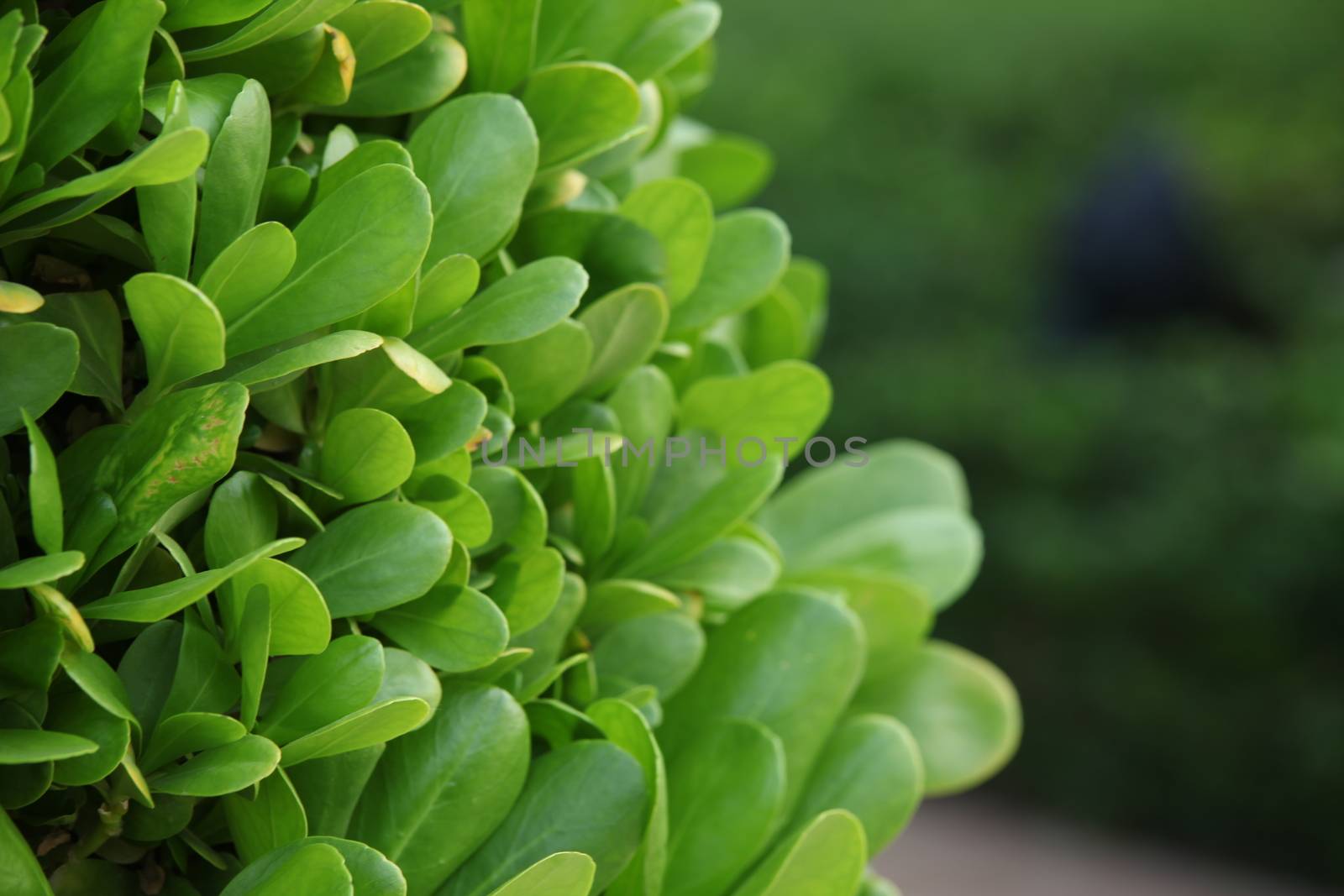 Micro shot of the Leaves