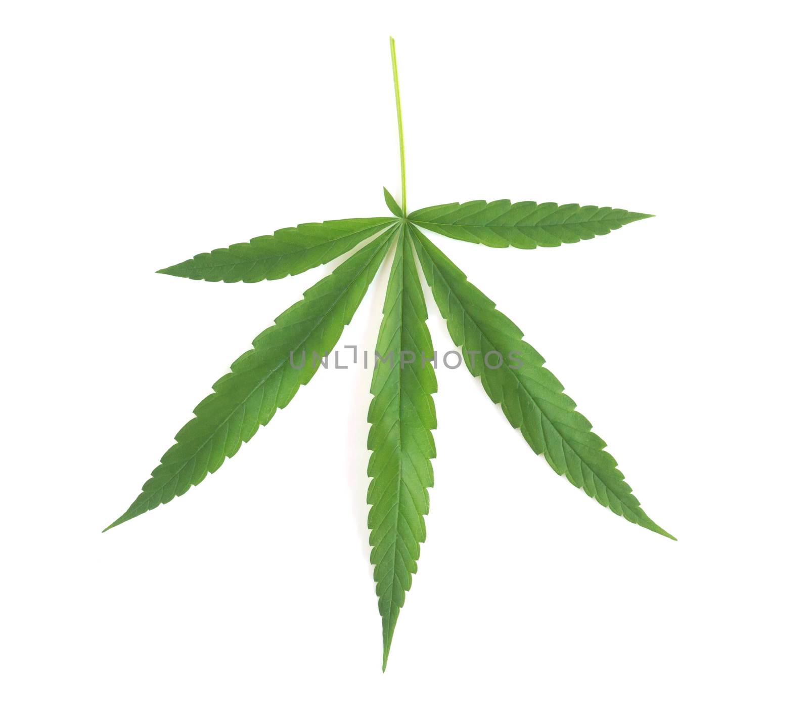 Young cannabis or marijuana leaf plant on white background, health care and medical concept