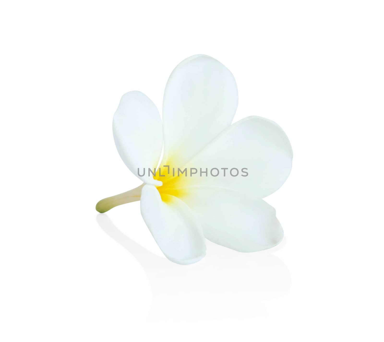 Closeup Plumeria white color on white background for spa relax