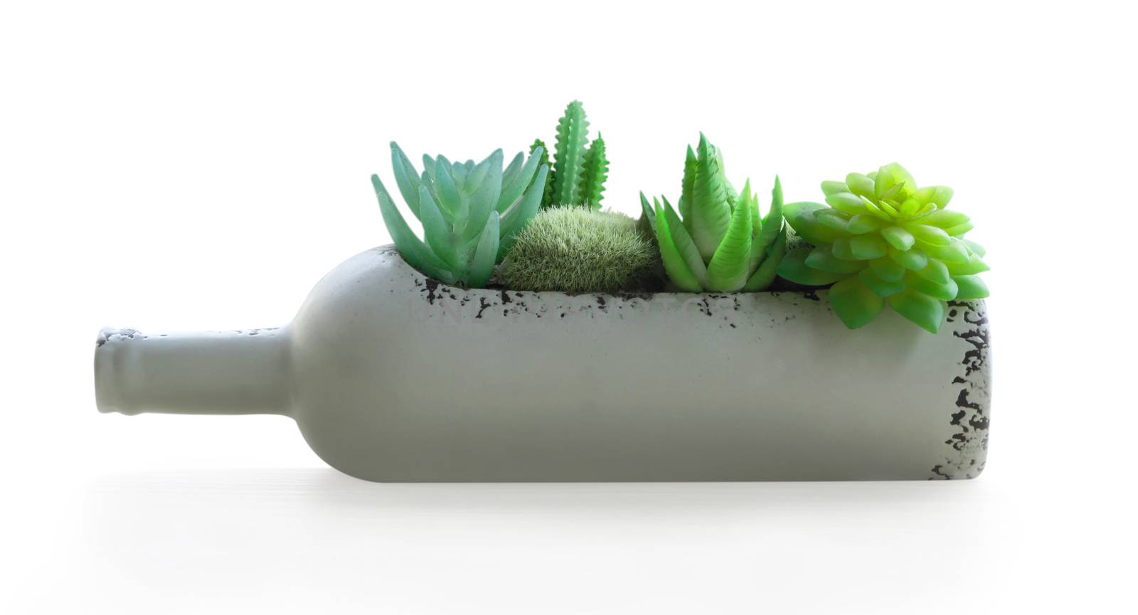 Green succulent cactus in pot isolated on white background, decoration concept