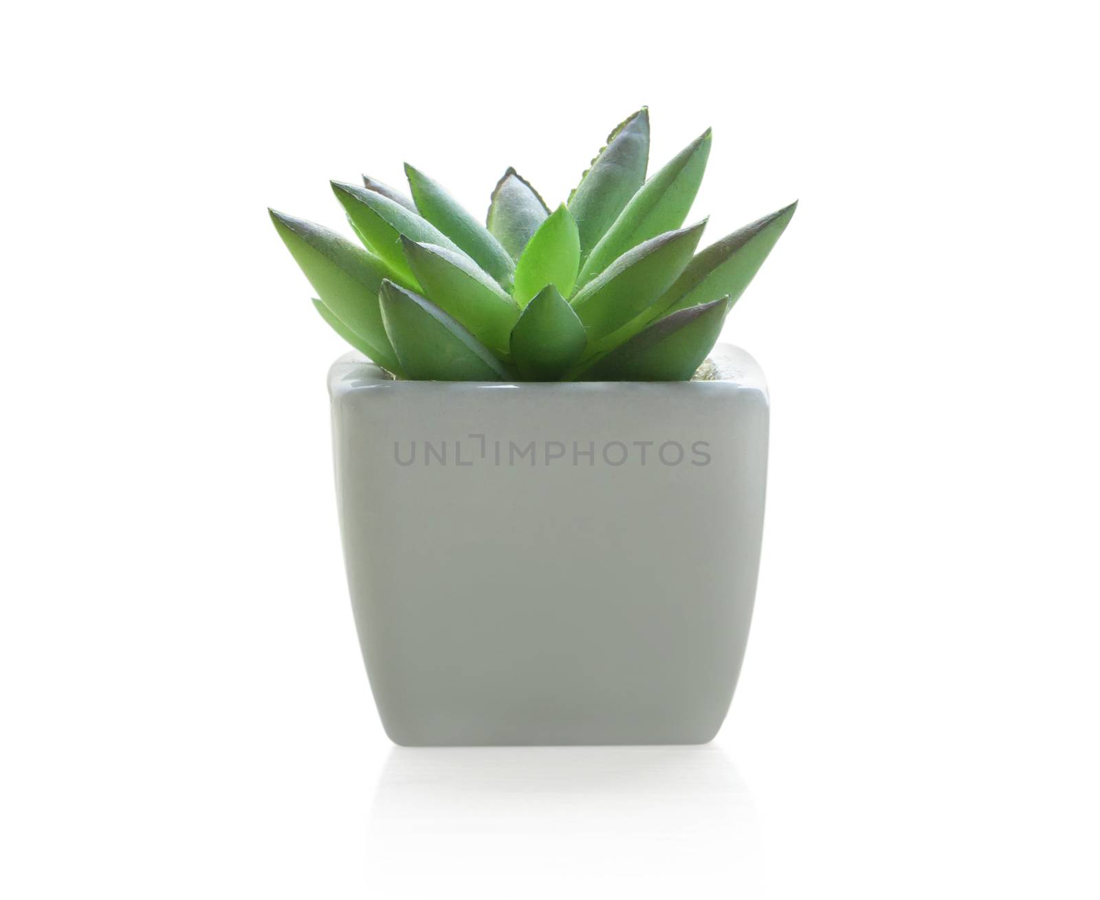 Green succulent cactus in pot isolated on white background, decoration concept