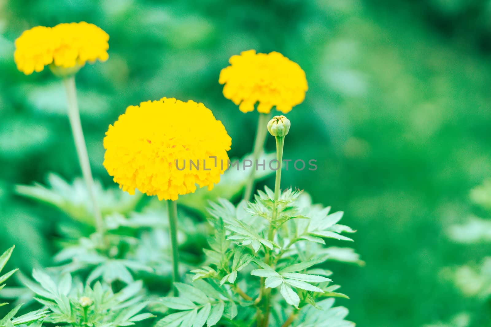 Closeup yellow marigold flowers in garden, selective focus