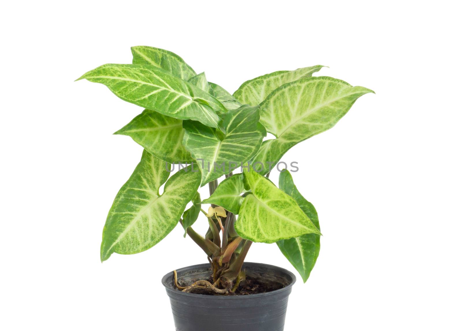 Fresh green arrowhead vine plant (Syngonium podophyllum) in black pot isolated on white background