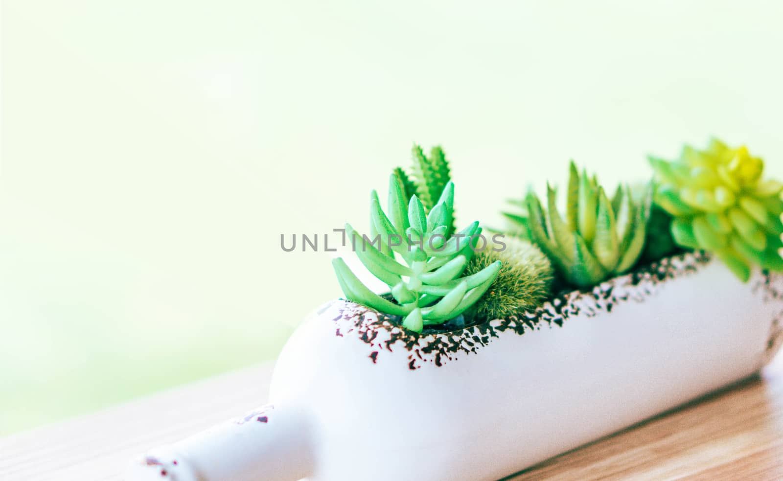 Closeup green succulent in white bottle pot on wood table background, selective focus