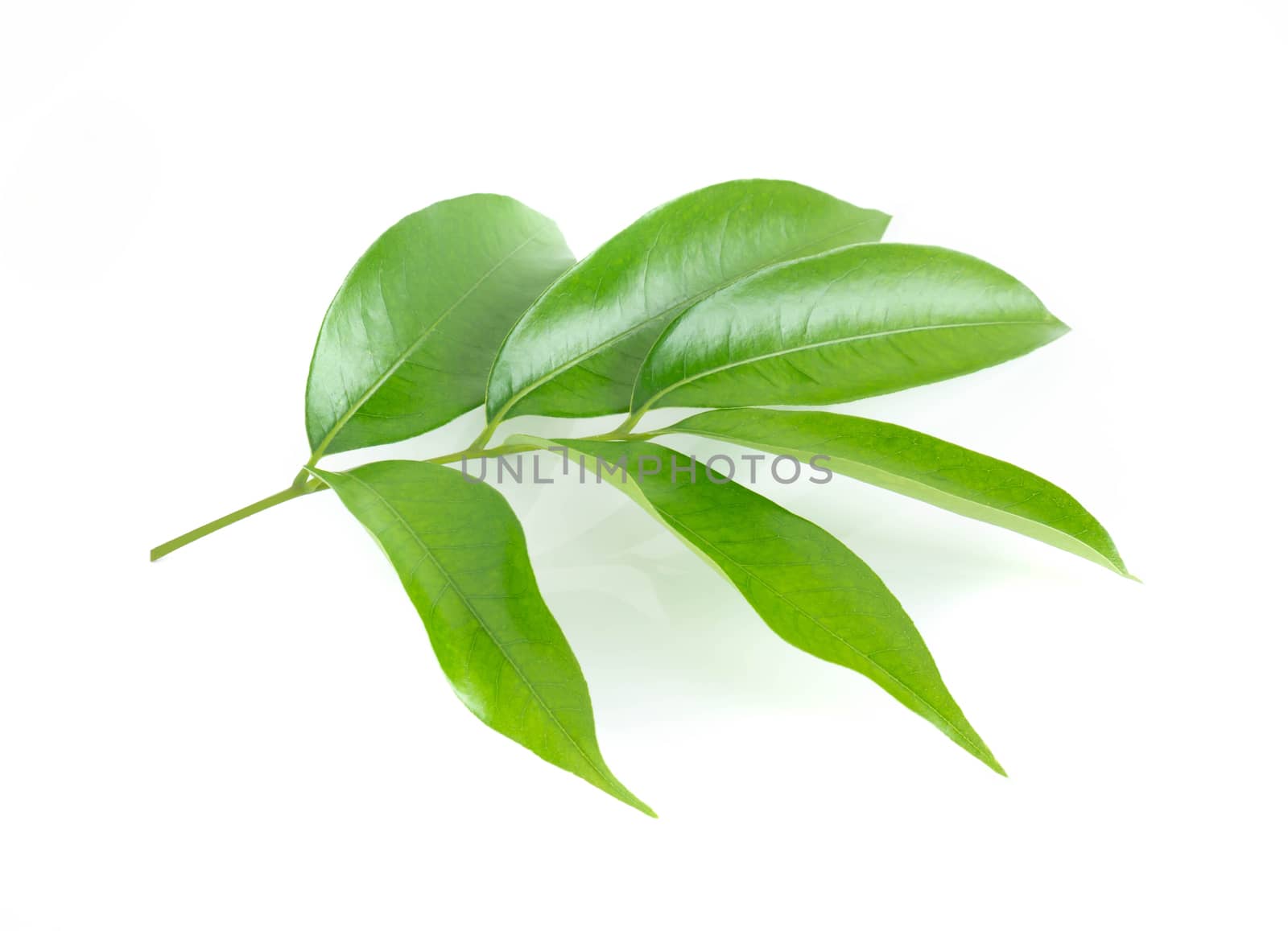 Lychee leaf isolated on white background