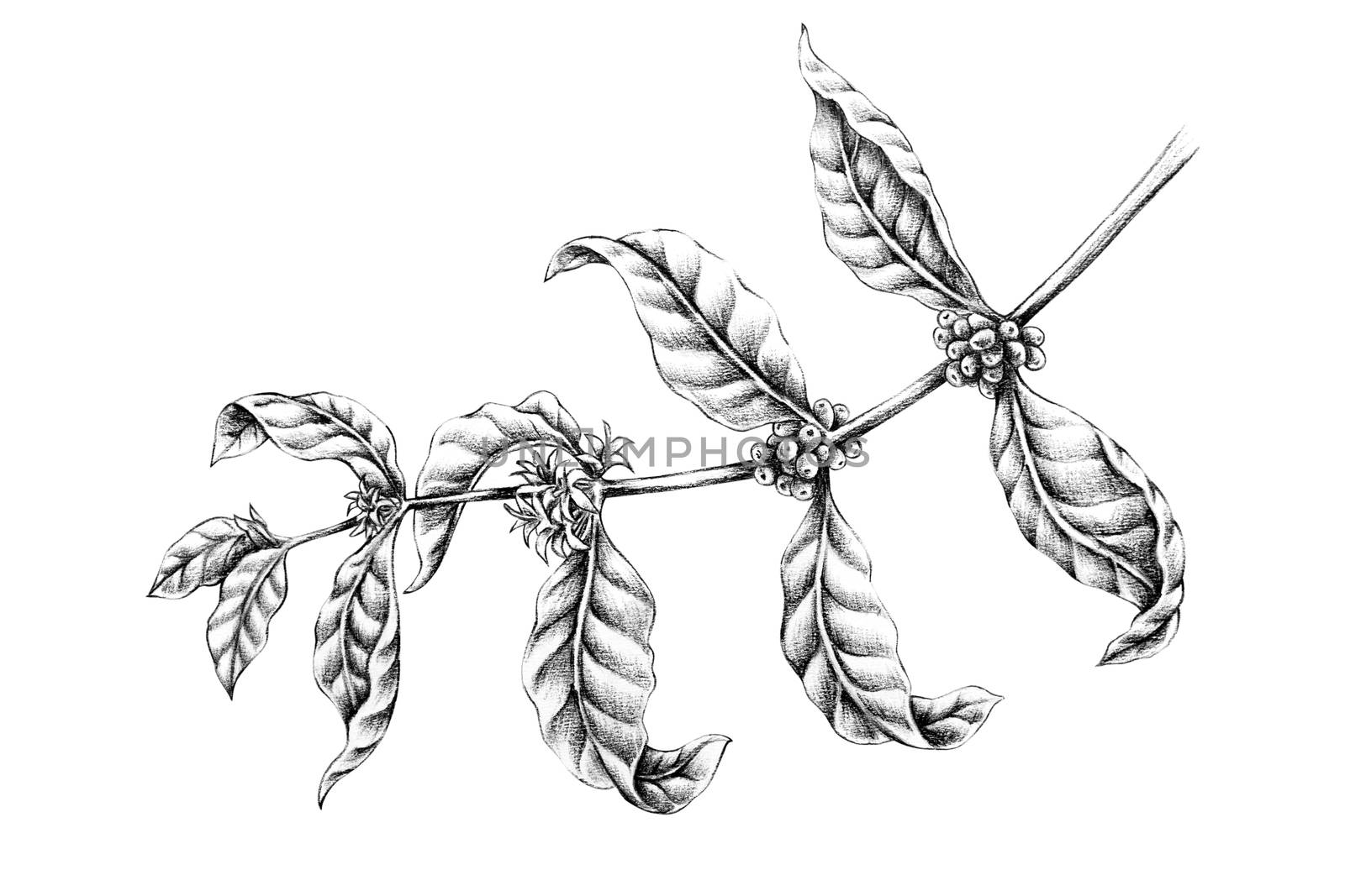  Hand draw Coffee Branch with Black Pencil isolated on white background