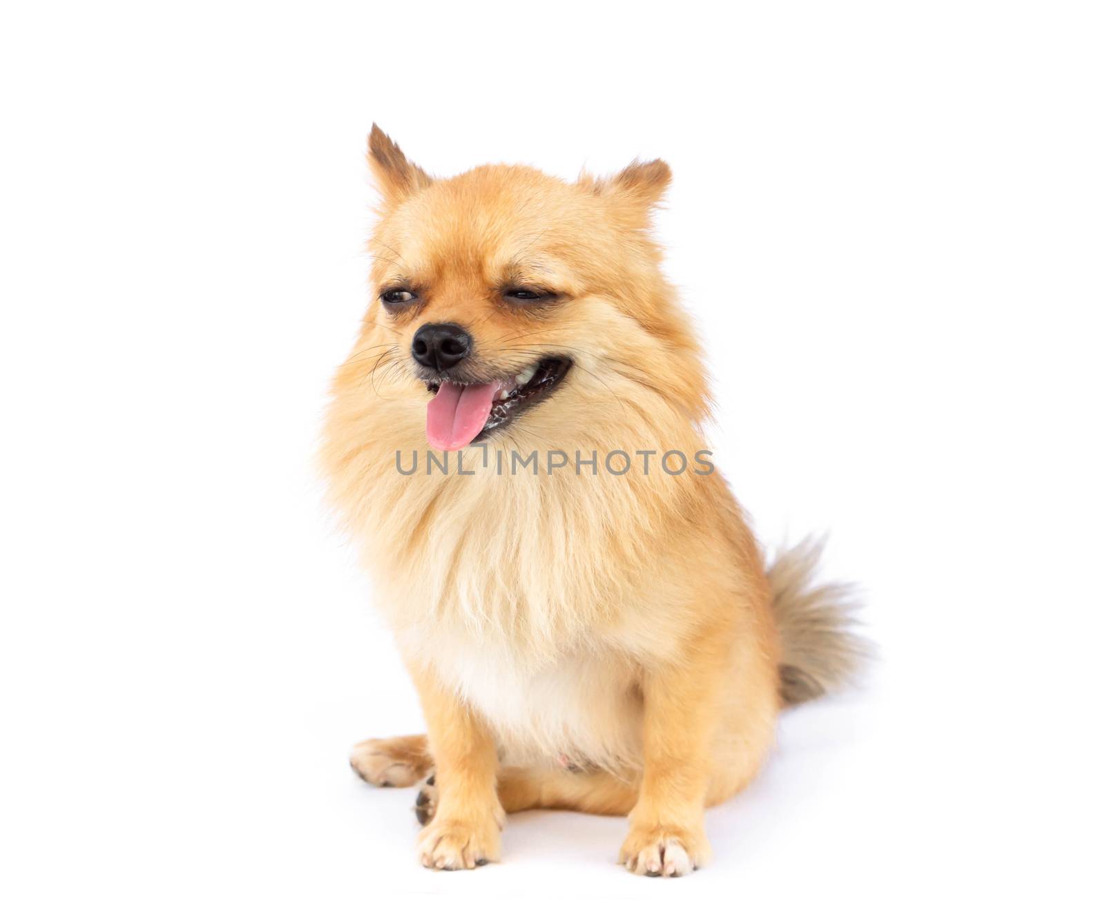 Pomeranian looking something with smile and happy feeling on white background