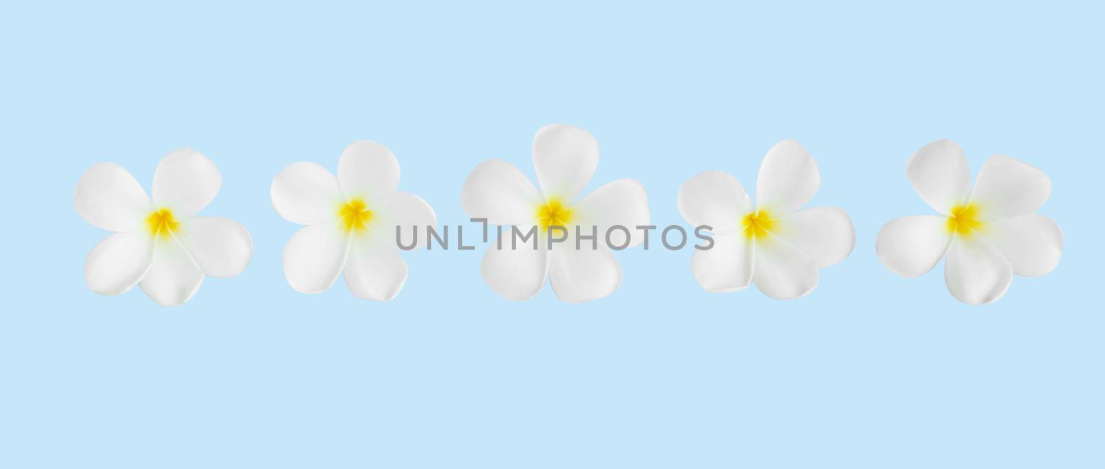 Closeup Plumeria white color on blue background for spa relax by pt.pongsak@gmail.com