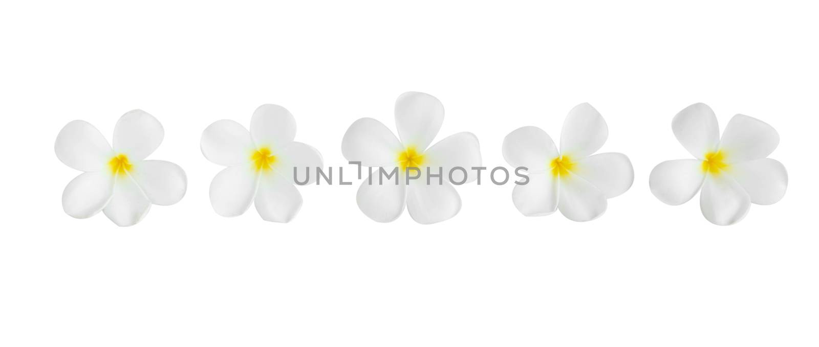 Closeup Plumeria white color on white background for spa relax