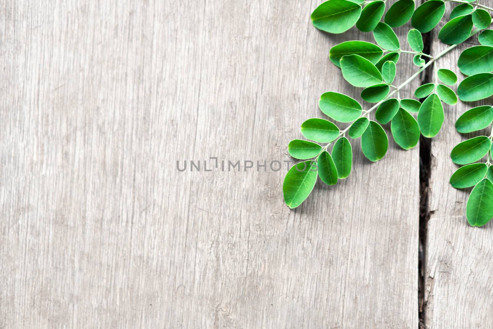 Closeup top view moringa leaves branch on wood background, herb and medical concept