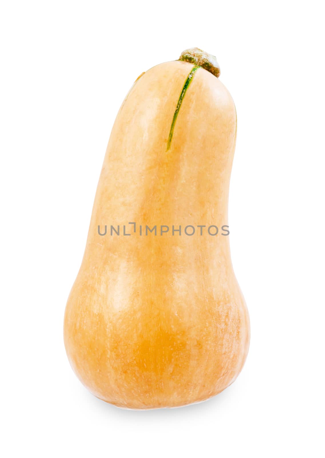 Fresh butternut squash isolated on a white background, Save clipping path.