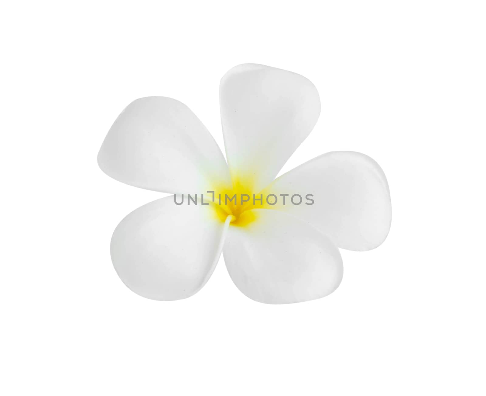 Closeup Plumeria white color on white background for spa relax