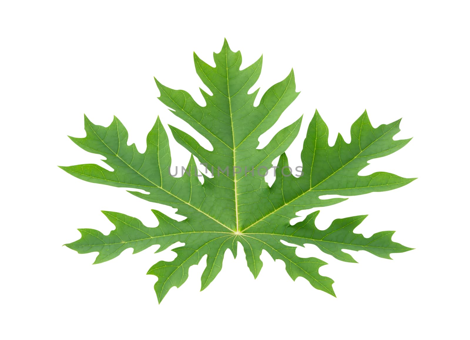 Closeup green papaya leaf isolated on white background