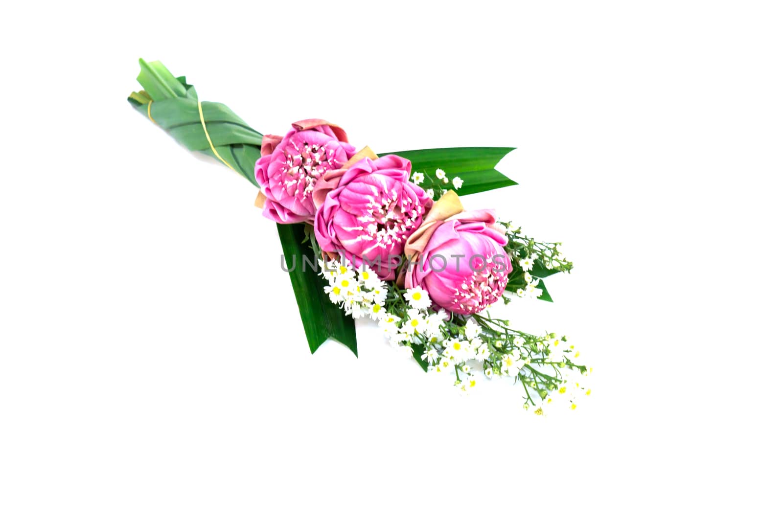 Buddhist pink Lotus Flower offerings to gods, selective focus