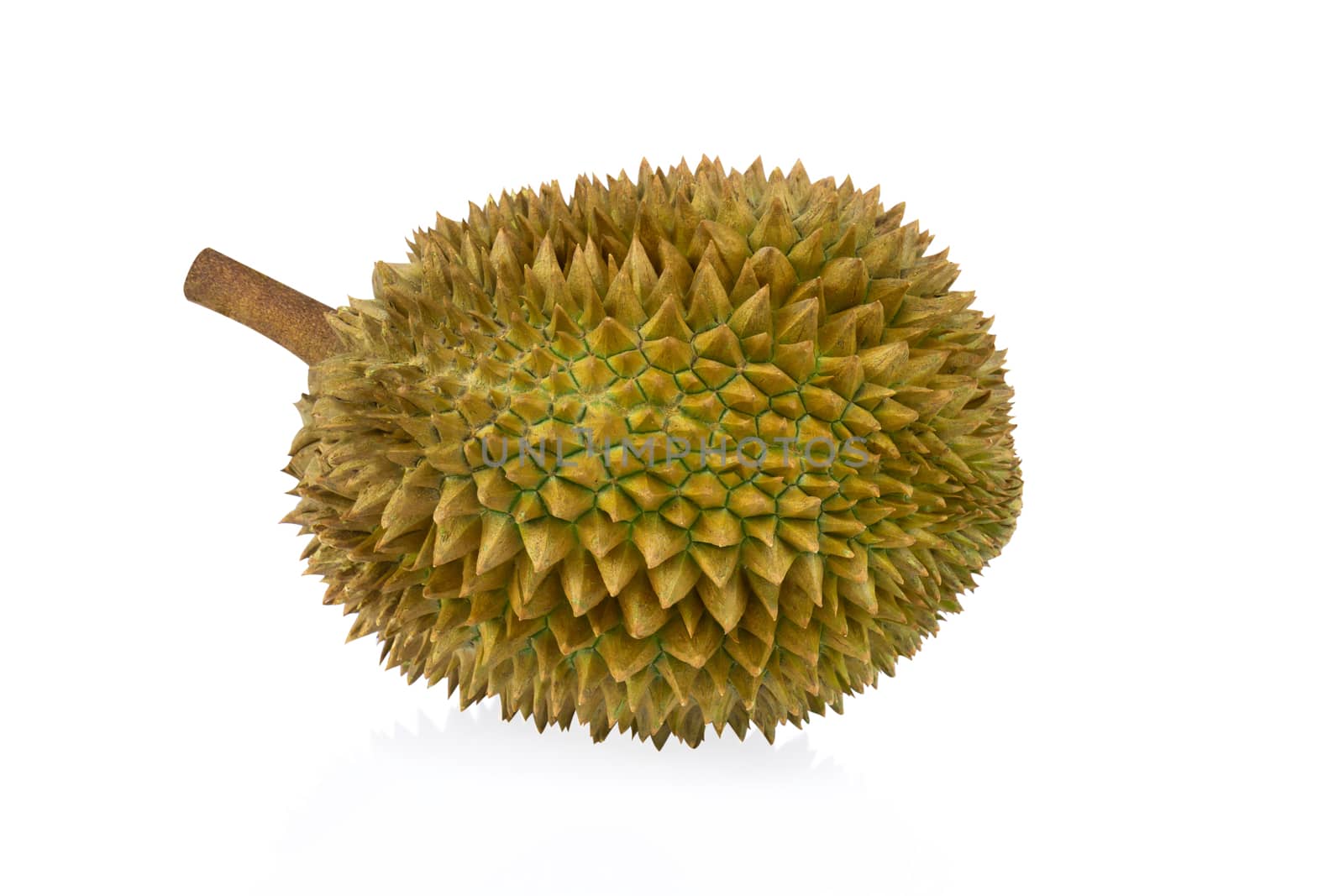 Durian tropical fruit isolated on white background
