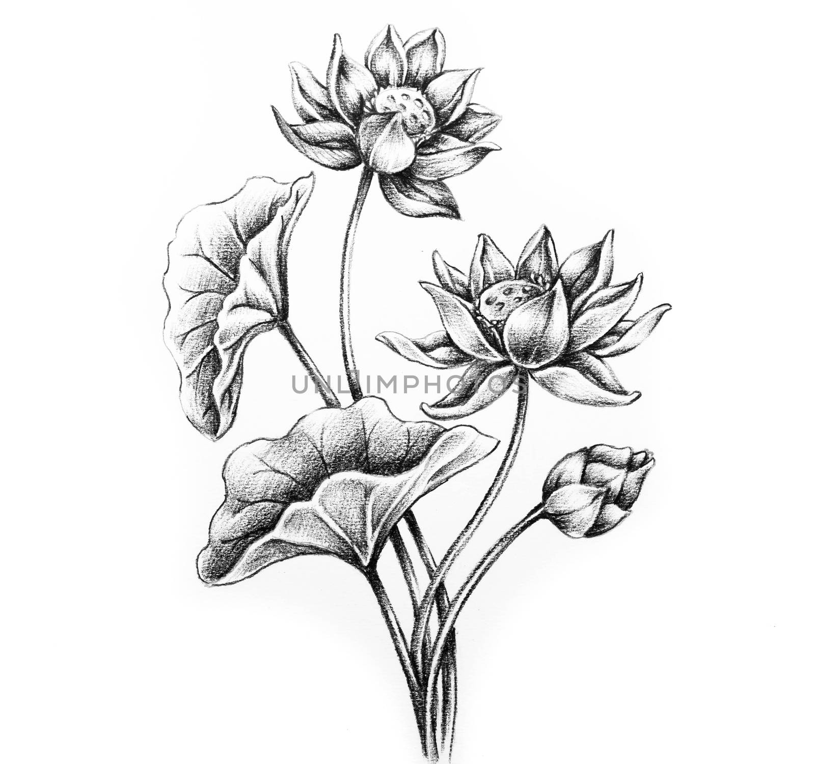 Lotus flower plant with leaves hand draw illustration, Botanical art