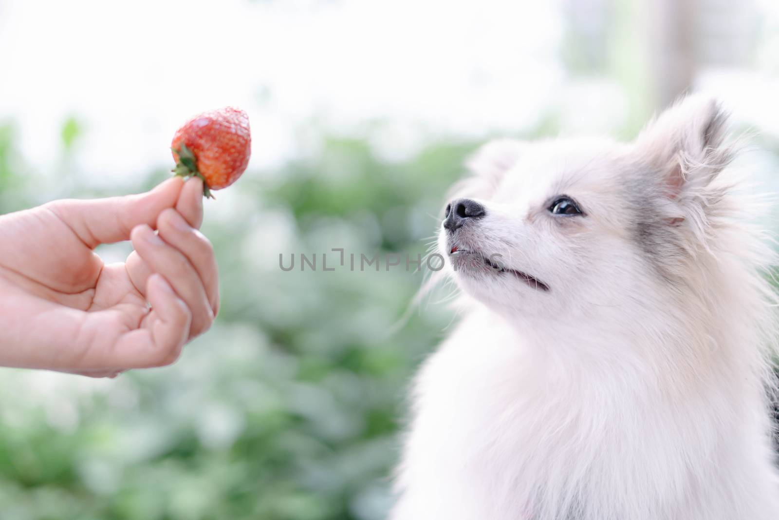 Closeup cute pomeranian dog looking red strawberry in hand with happy moment, selective focus