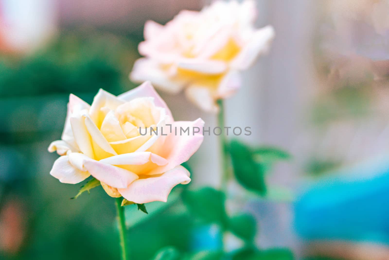 Beautiful sweet orange rose bud flower , love and romantic concept