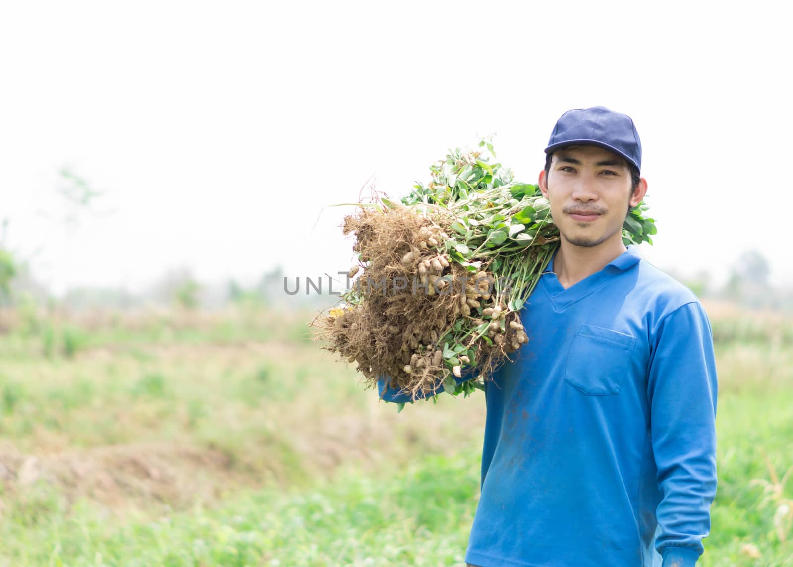 Closeup gardener man holding fresh raw peanut with happy face in the green field, selective focus