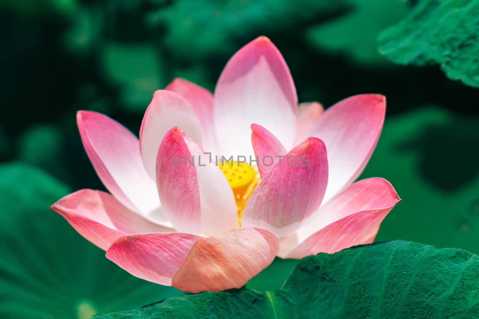 Close up pink lotus flower plant with green leaves, selective focus