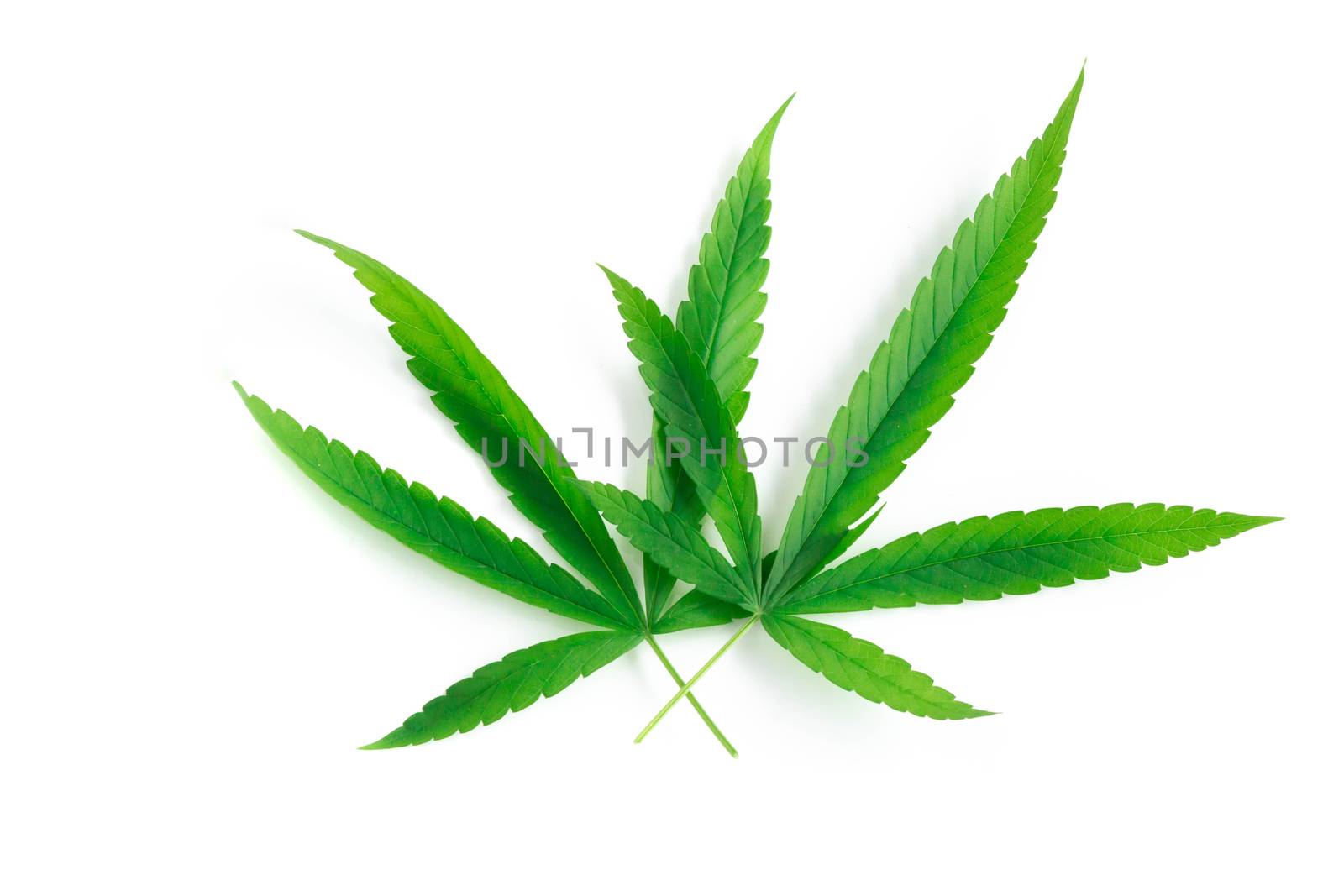 Young cannabis or marijuana leaf plant on white background, health care and medical concept