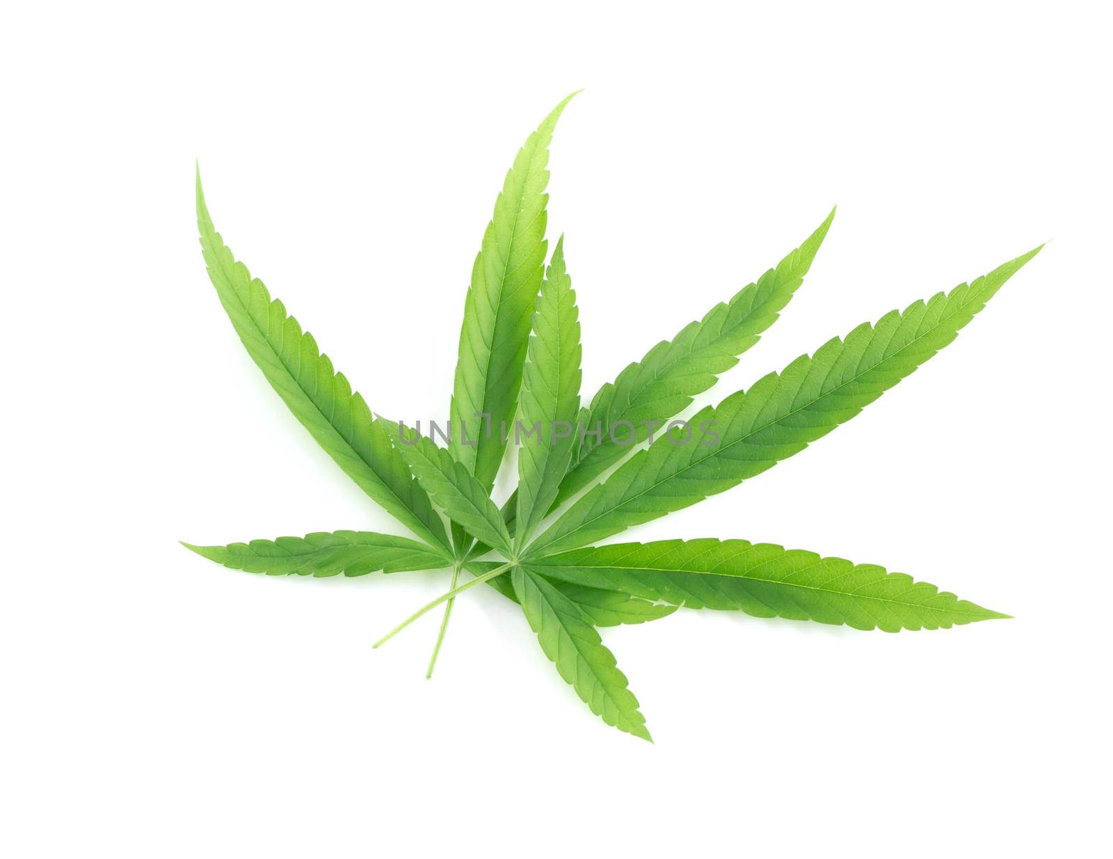 Young cannabis or marijuana leaf plant on white background, health care and medical concept