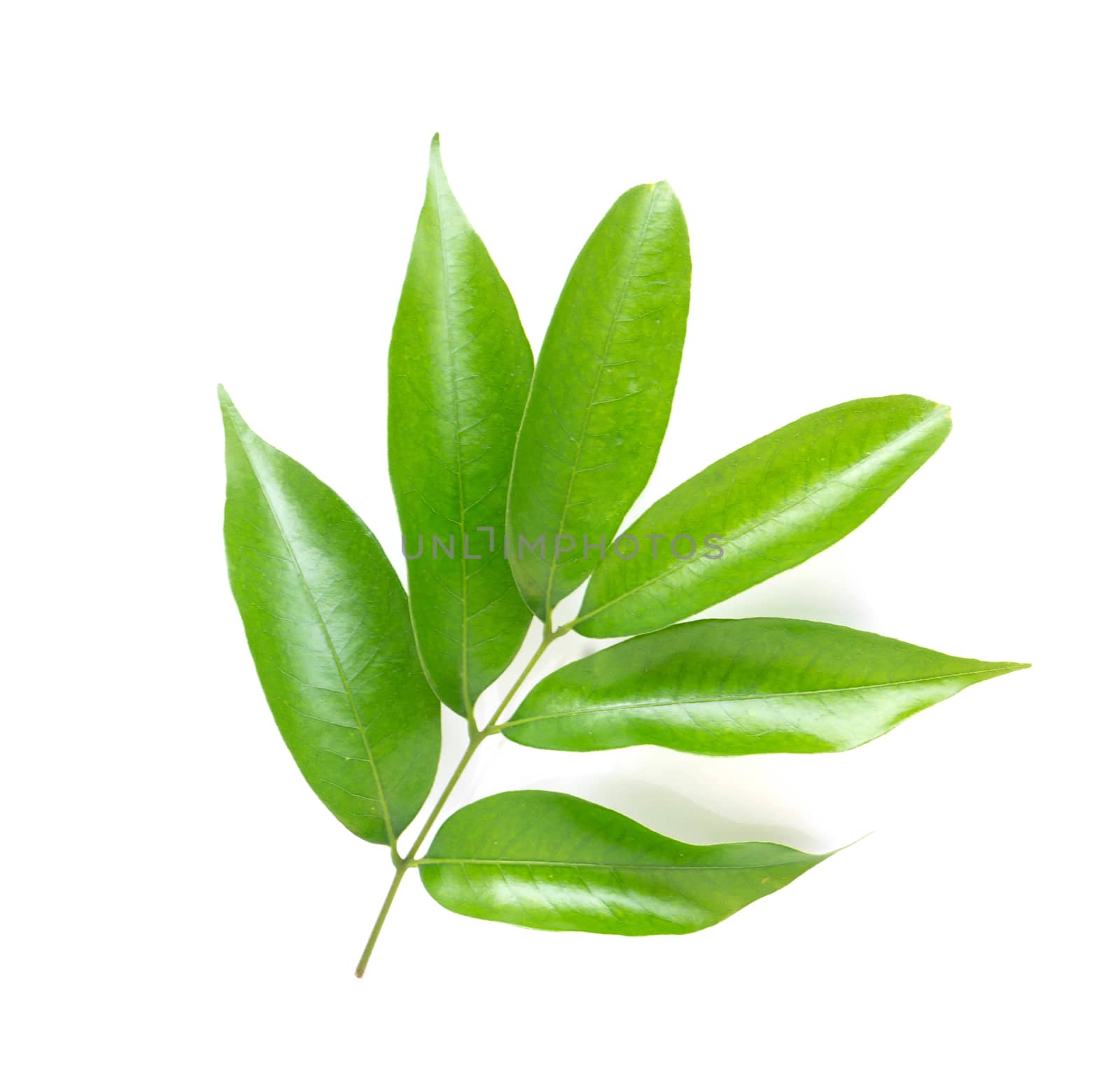 Lychee leaf isolated on white background