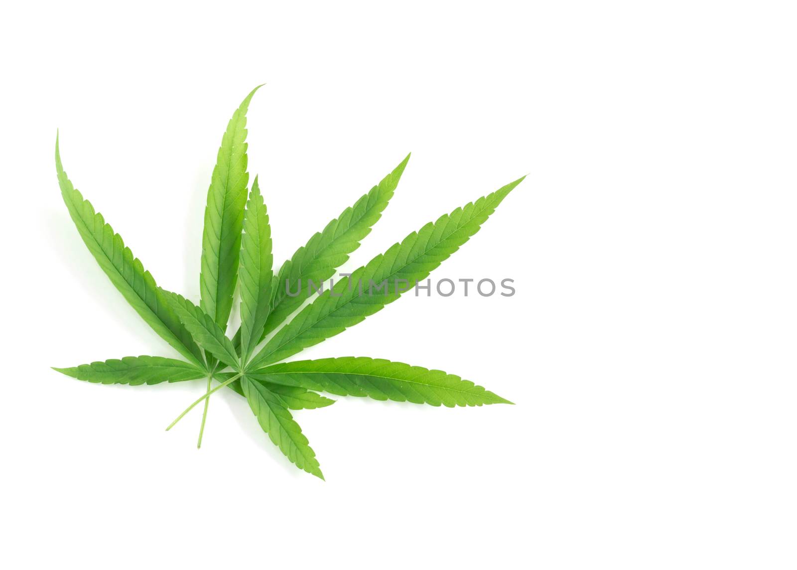 Young cannabis or marijuana leaf plant on white background, health care and medical concept