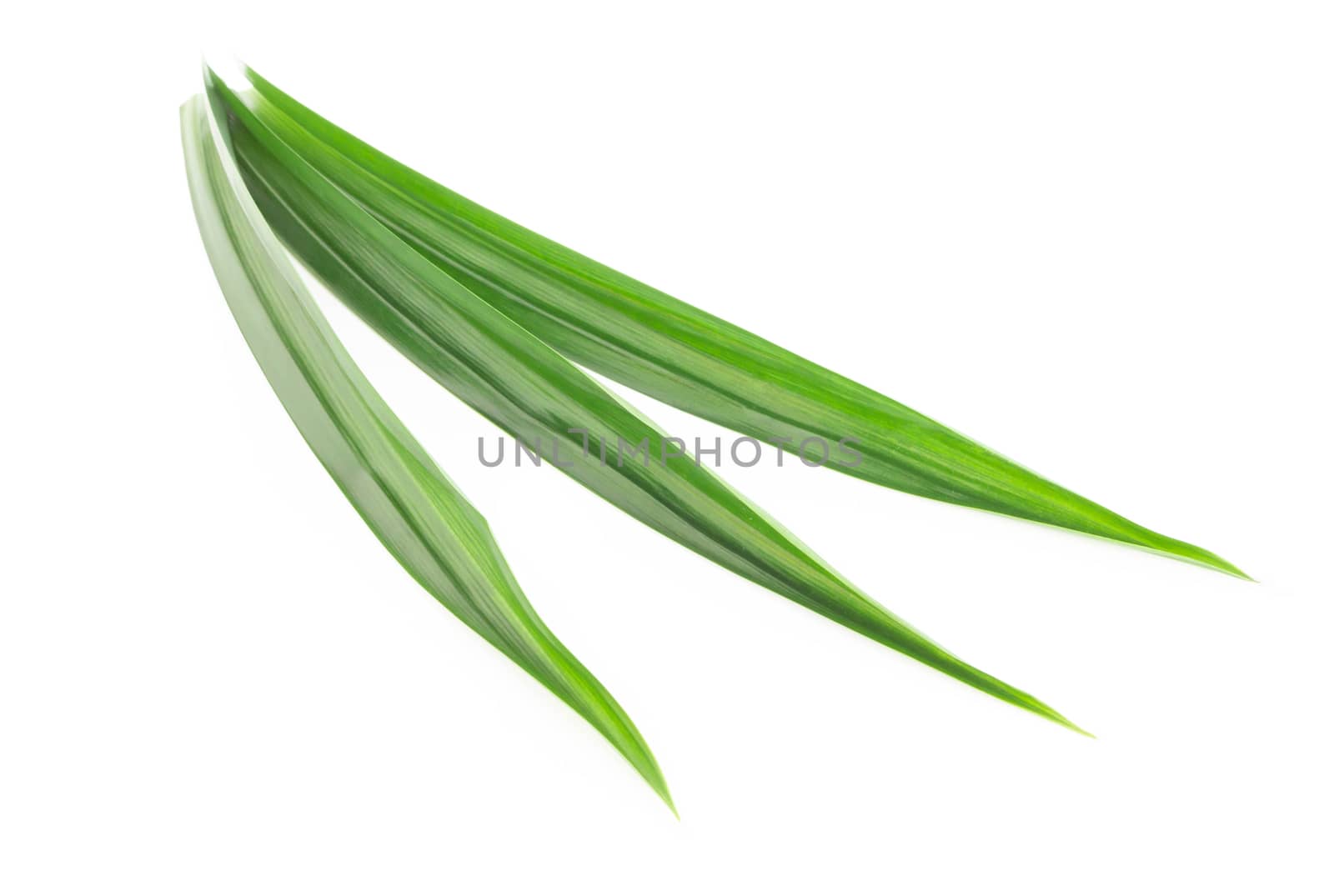 Fresh green pandan leaves isolated on white background