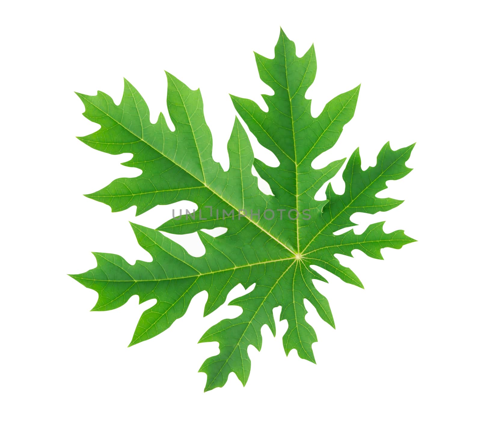Closeup green papaya leaf isolated on white background