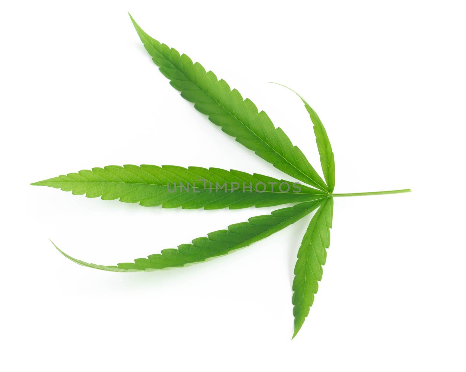 Young cannabis or marijuana leaf plant on white background, health care and medical concept