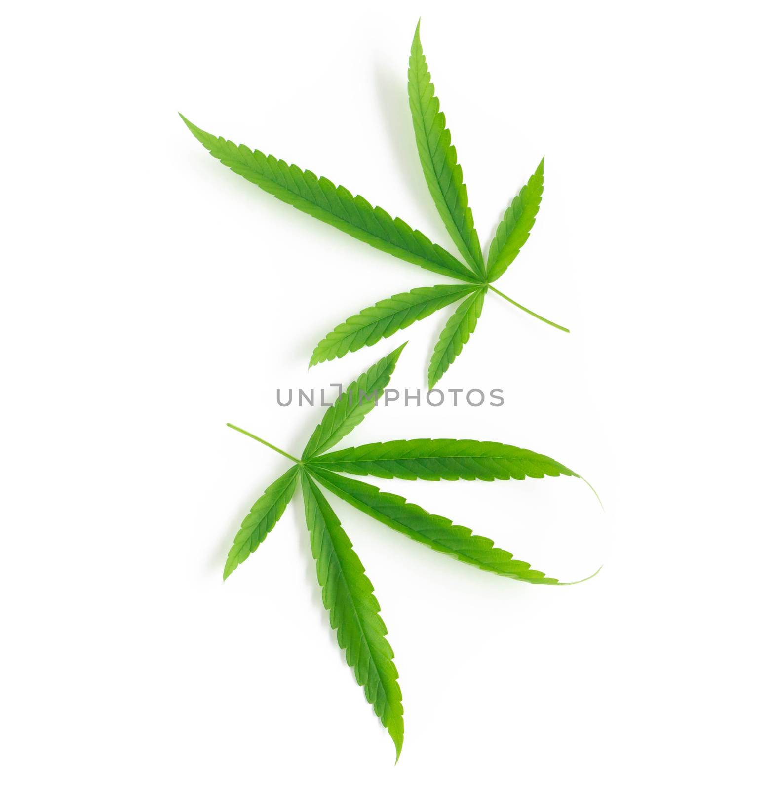 Young cannabis or marijuana leaf plant on white background, heal by pt.pongsak@gmail.com