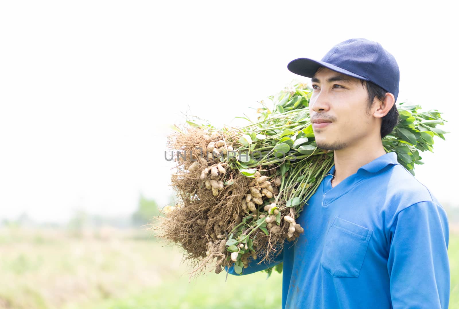 Closeup gardener man holding fresh raw peanut with happy face in by pt.pongsak@gmail.com