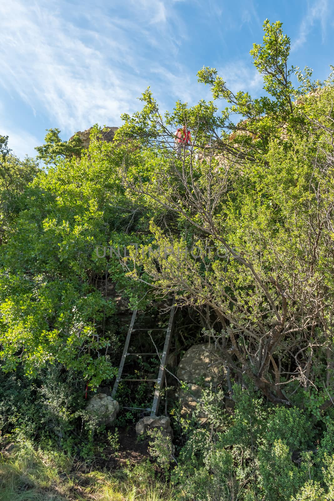 A hiker above a ladder on the Eland Hiking Trail at Eingedi near Ladybrand