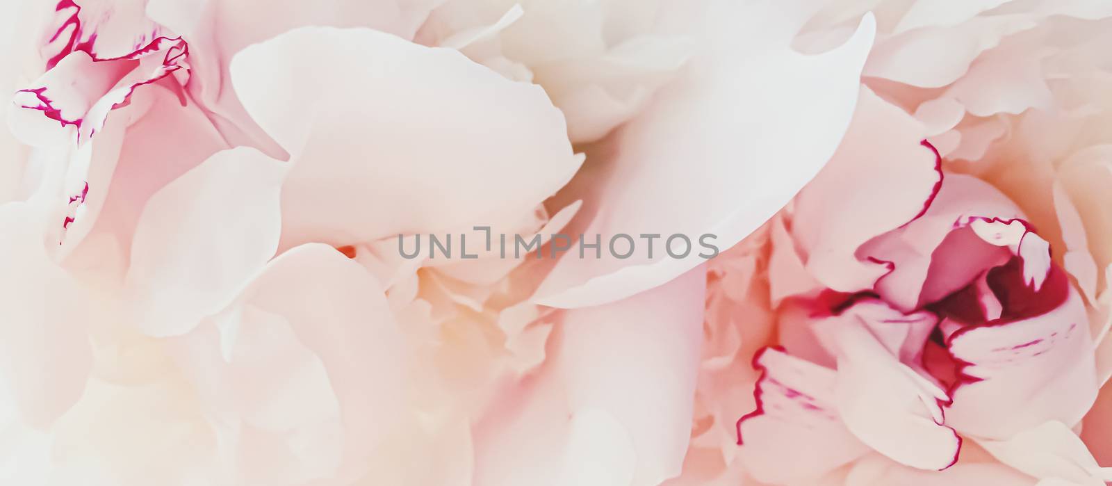 Pink peony flower as abstract floral background for holiday branding design