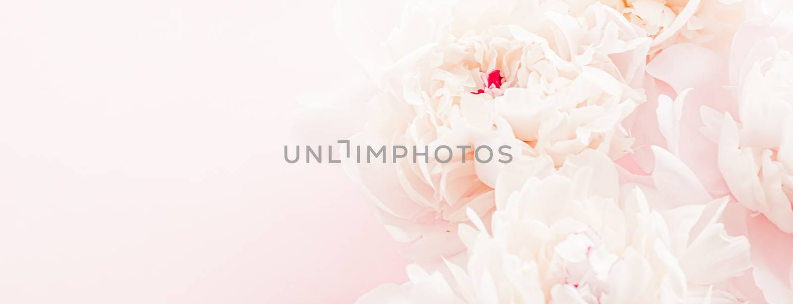 Peony flowers in bloom as floral art on pink background, wedding flatlay and luxury branding design